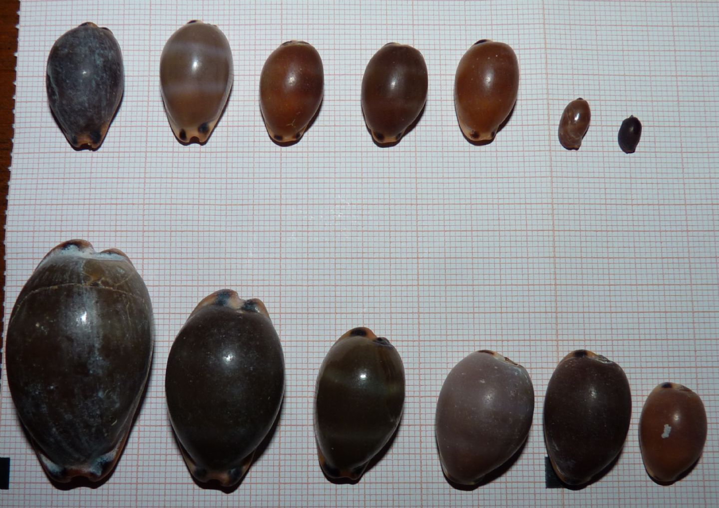 Cypraeidae Luria lurida lurida